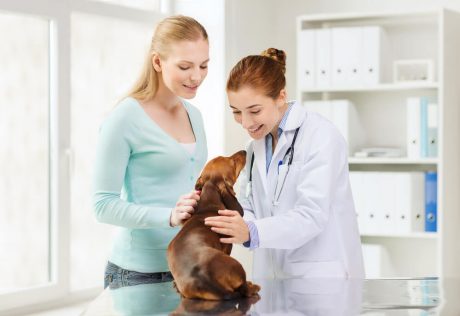 Advanced Diploma in Pet Care Management at QLS Level 3